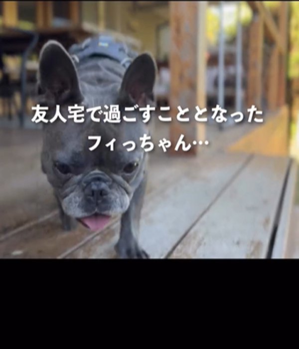 屋外を歩く犬