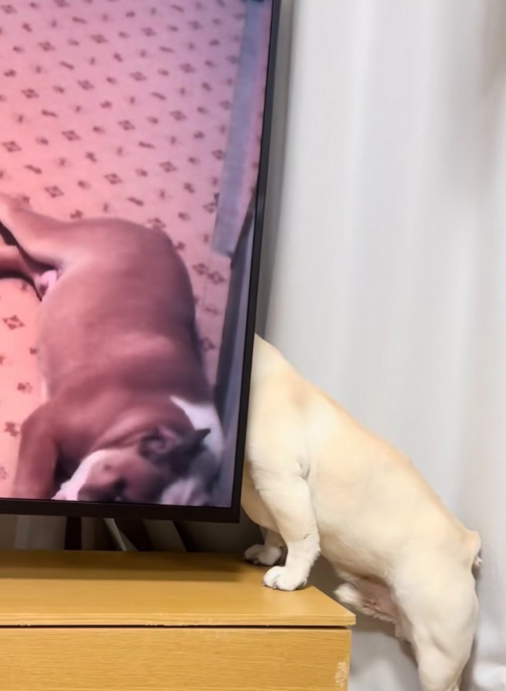 テレビの裏に入り込む犬