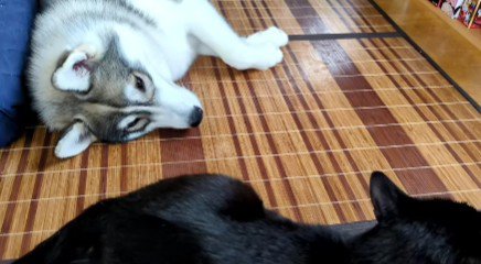 黒豆ちゃんと添い寝