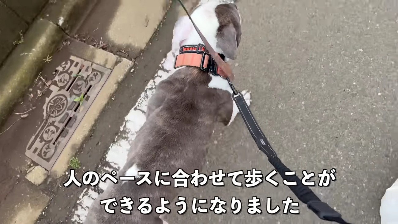 お散歩では強い力で引っ張り…