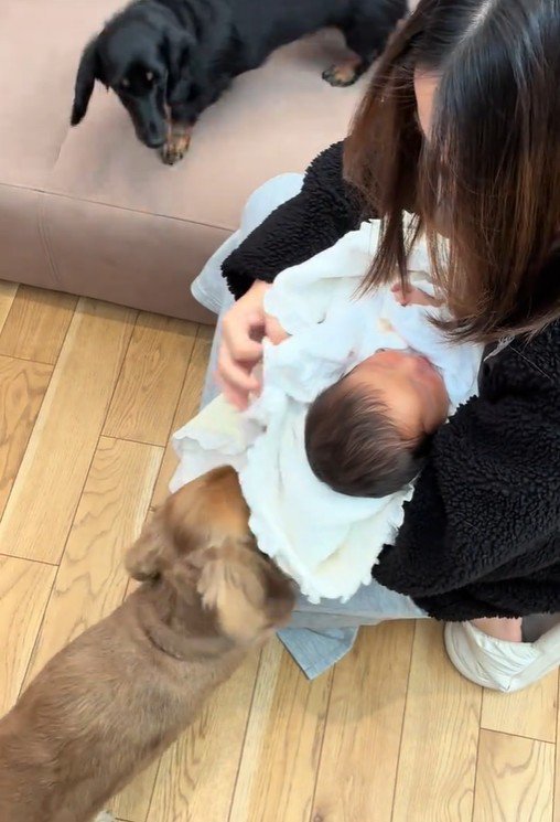 赤ちゃんとワンコ2匹の初対面8