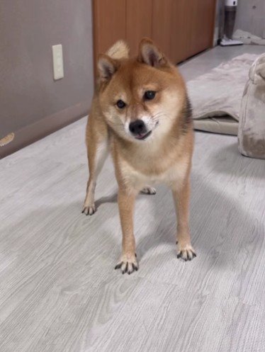 前足をパーに広げて…