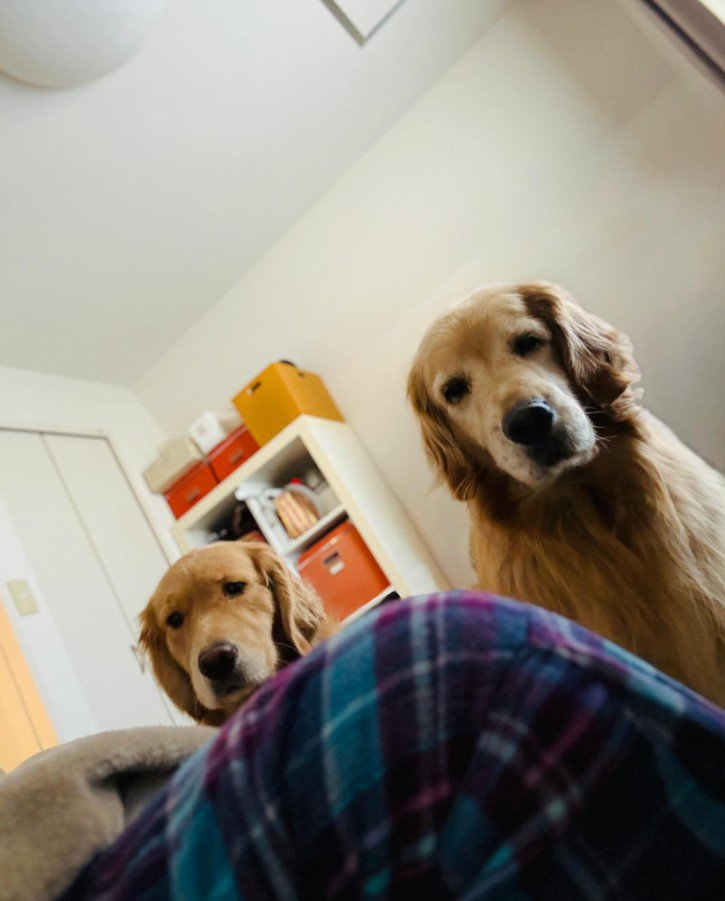 飼い主さんを心配する愛犬たち