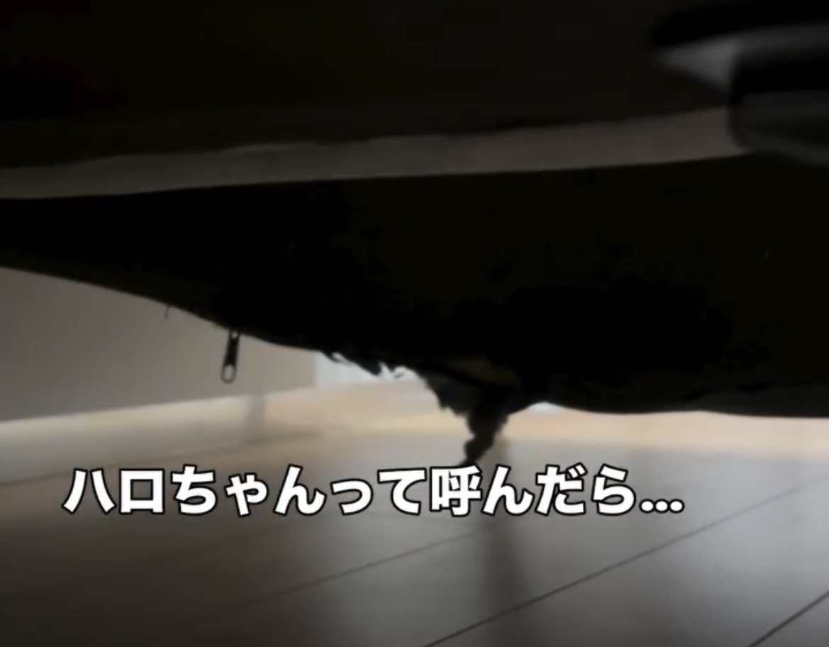 裂けた布からのぞく犬の毛