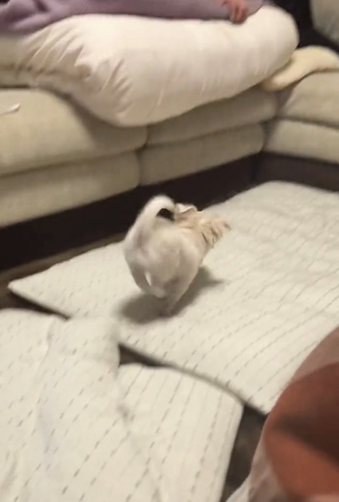ソファへ駆け寄る犬