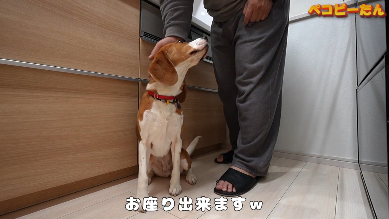 構ってほしくてお座り
