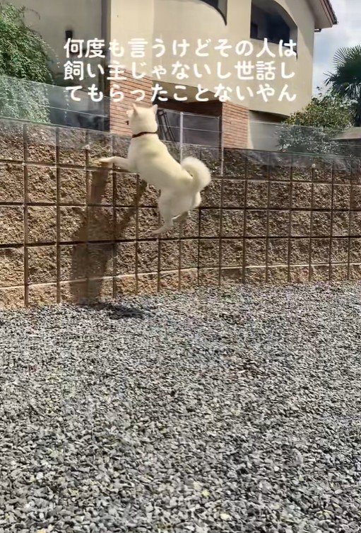 親戚のおじさんを見送るおもちちゃん4