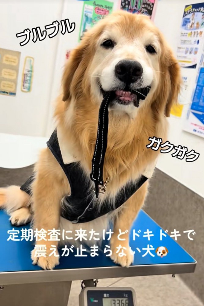 震える大型犬2