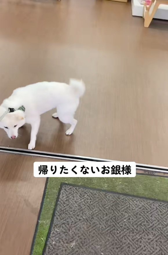 帰りたくない銀くん