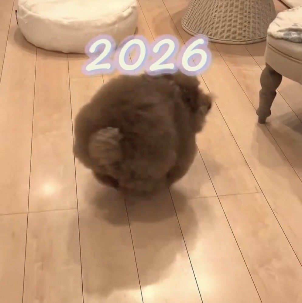 歩く犬の後ろ姿