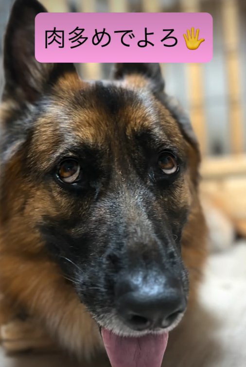 舌を出す犬