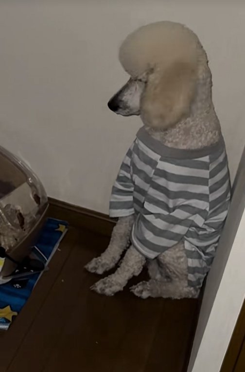 ハムスターを見ていた大型犬