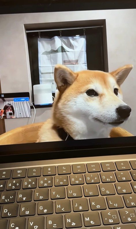 zoom会議中のみかんちゃん9