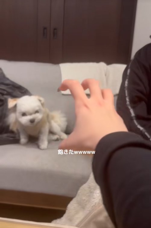 怒るのに飽きた小型犬