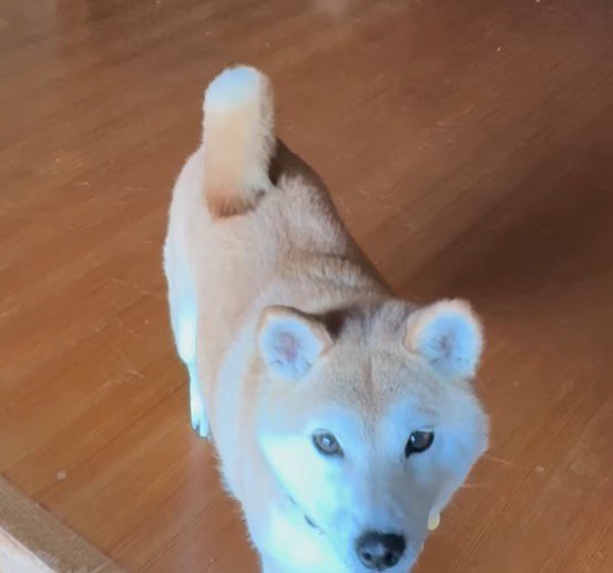 玄関に立っている飼い主を見上げる犬