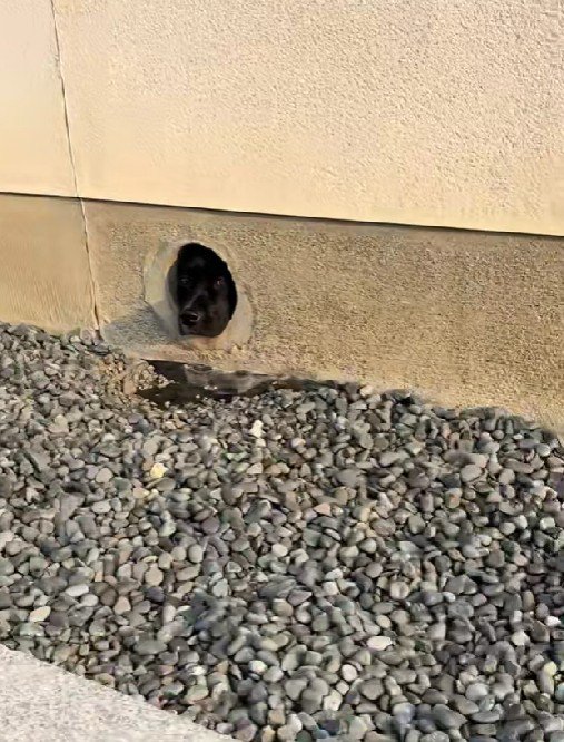 穴から出てきたのは…？