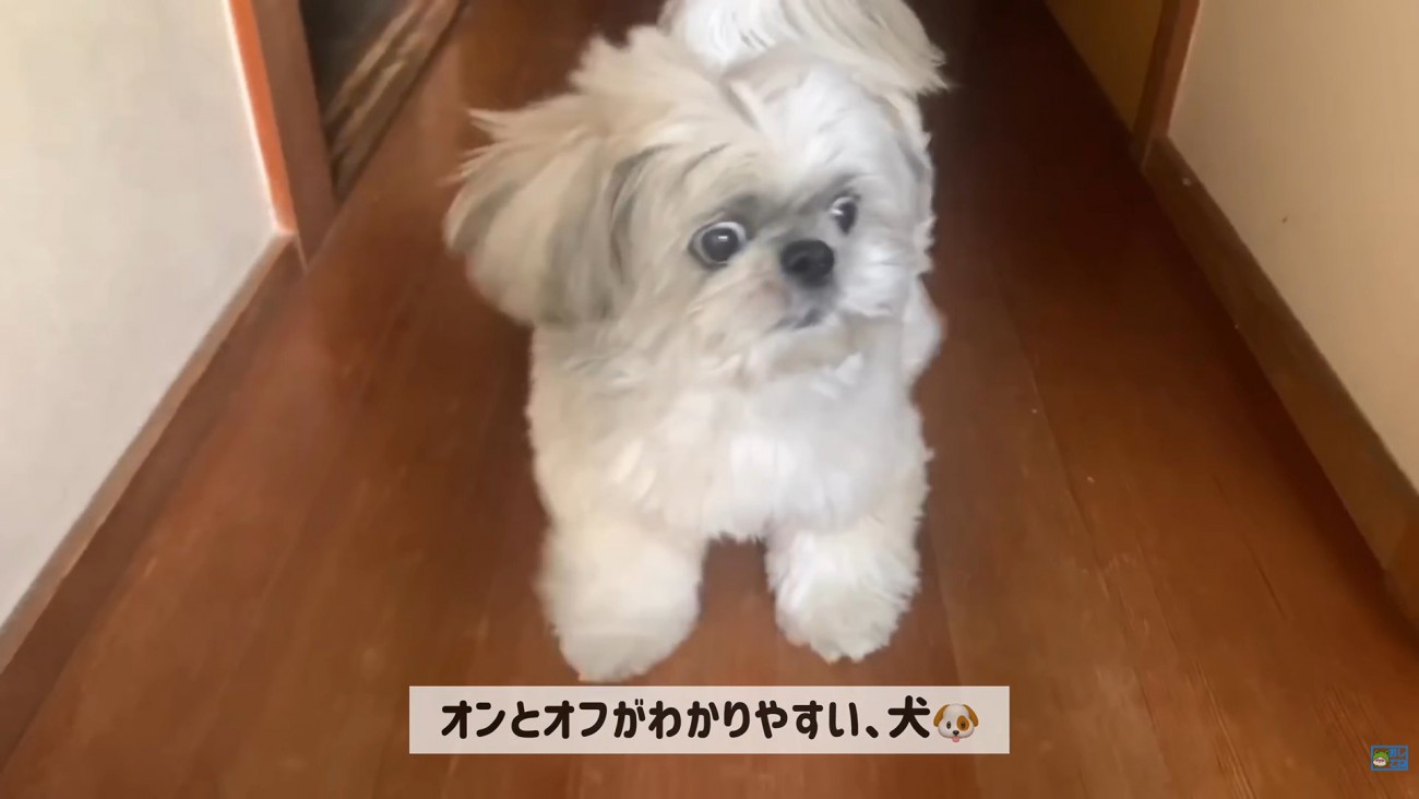 てんぽさんの熱烈歓迎8