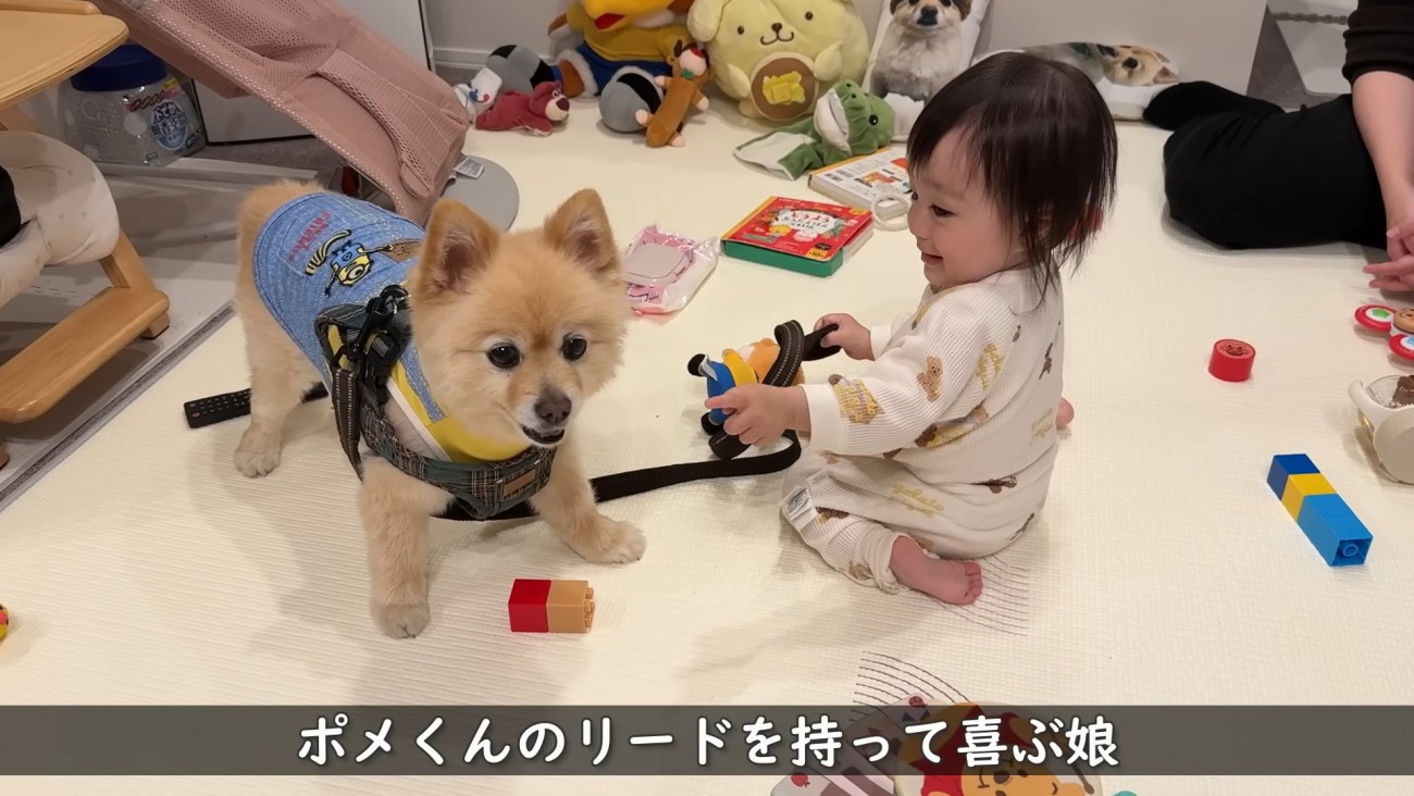 ポメくんはお散歩に出発