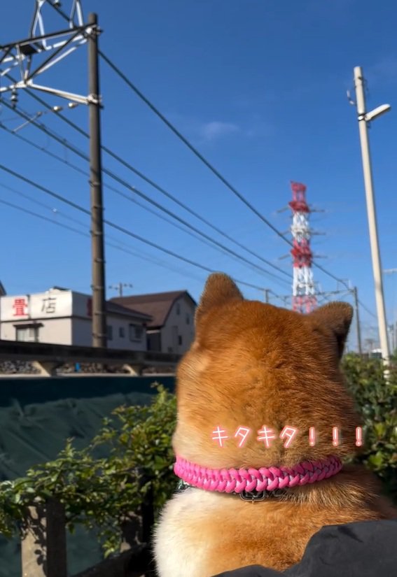 ワクワクするくうちゃん