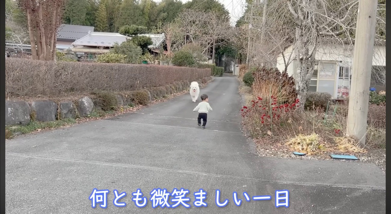 サモエドに歩みよっていく男の子