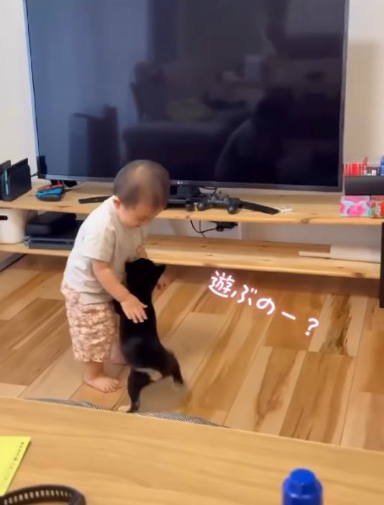 男の子に飛びつく子犬