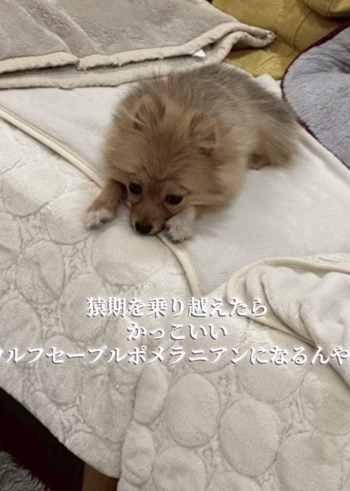 ベッドでアゴを伏せて寝る換毛期のポメラニアン子犬