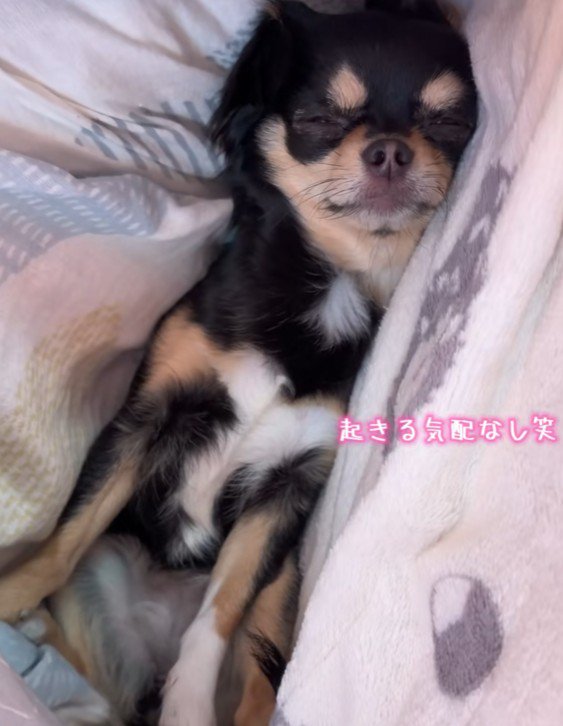 二度寝してしまったそう