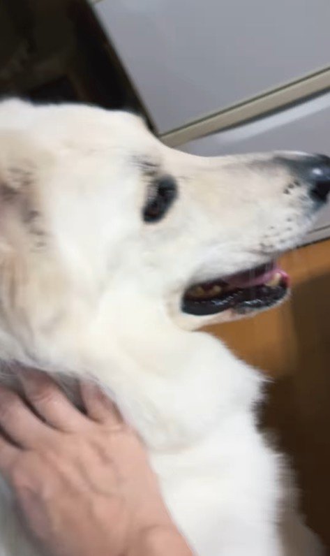 雷が鳴った時のリリーちゃん＆タンタンちゃん5