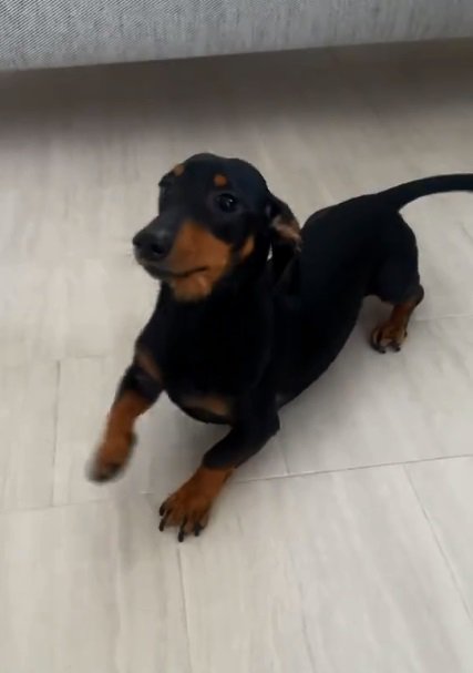 ふせするオーレくん