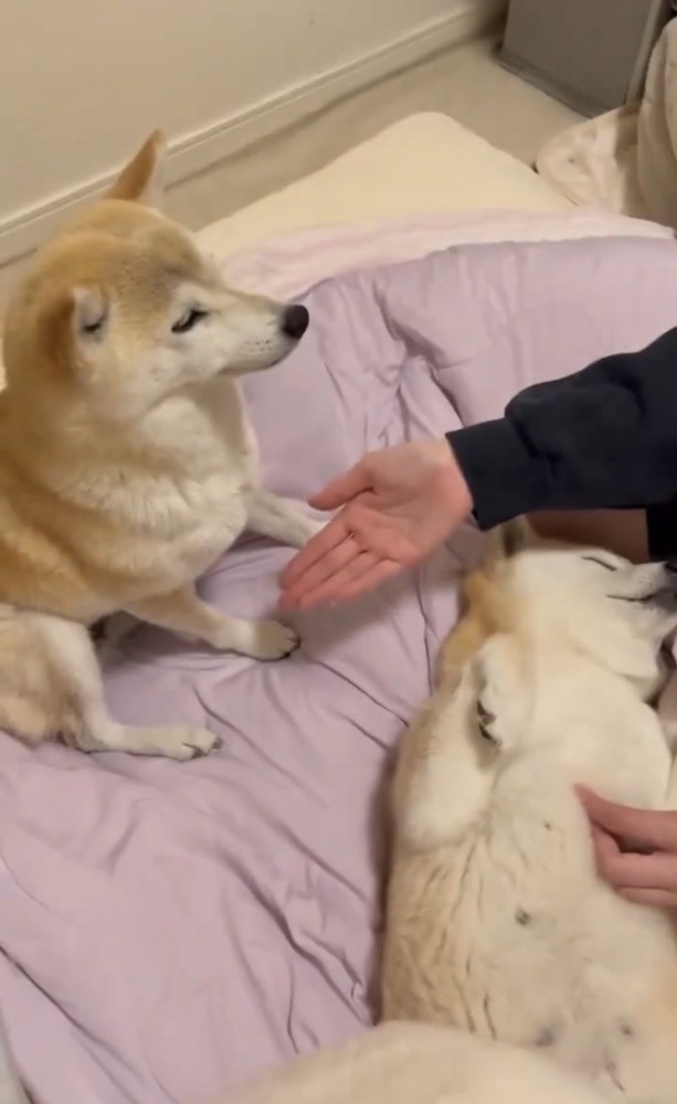 正面をじっと見つめる犬