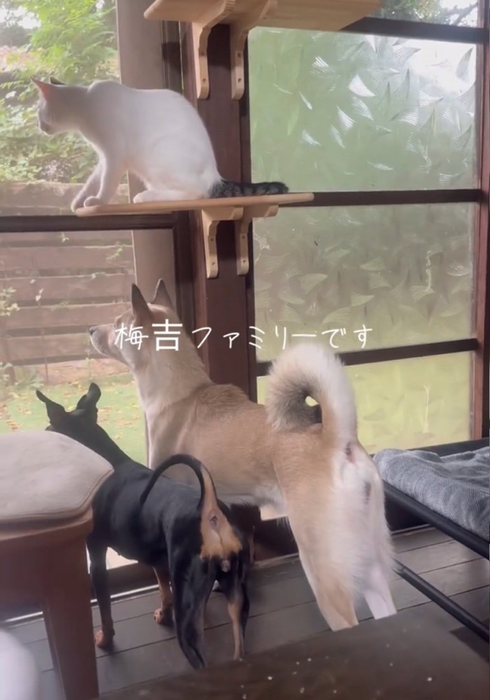 外を眺める犬と猫