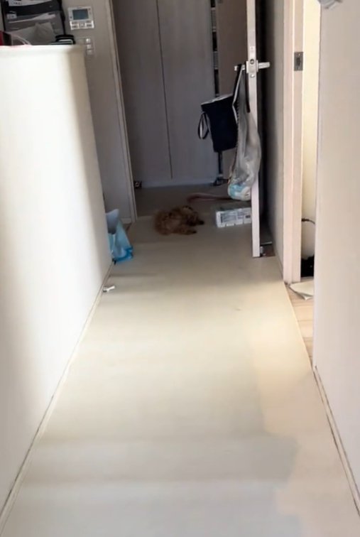 遠くに寝ている犬