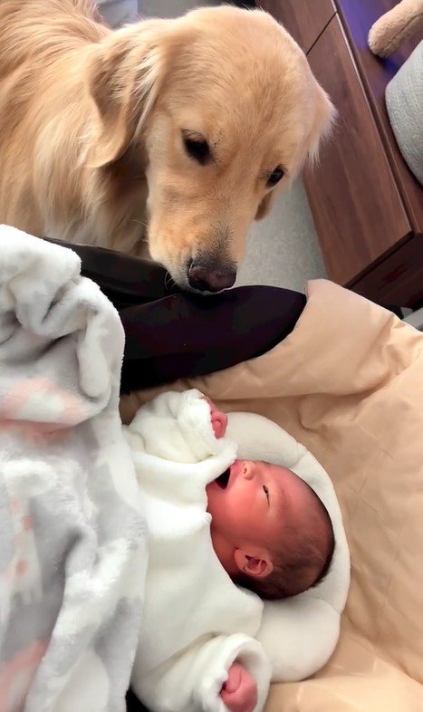 リリーちゃんと弟くんの初対面8