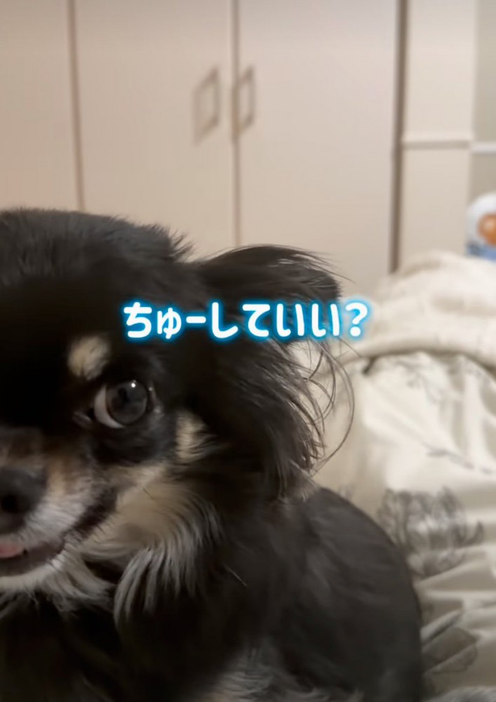 犬に近づいていく