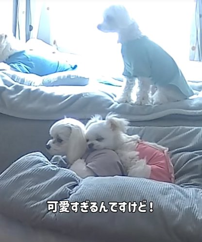 お兄ちゃん犬の上に頭を乗せる小型犬