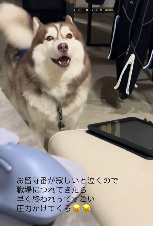 飼い主さんの職場にきたブルちゃん3