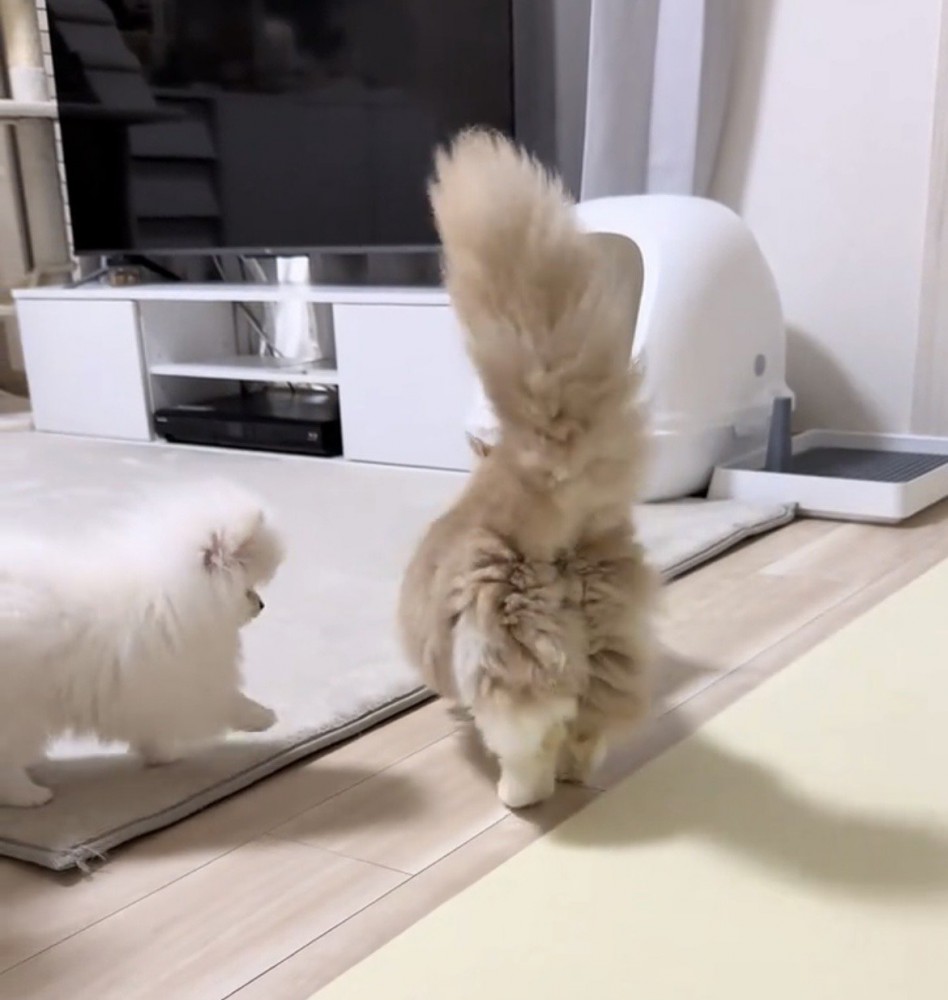 猫の後ろを追う犬