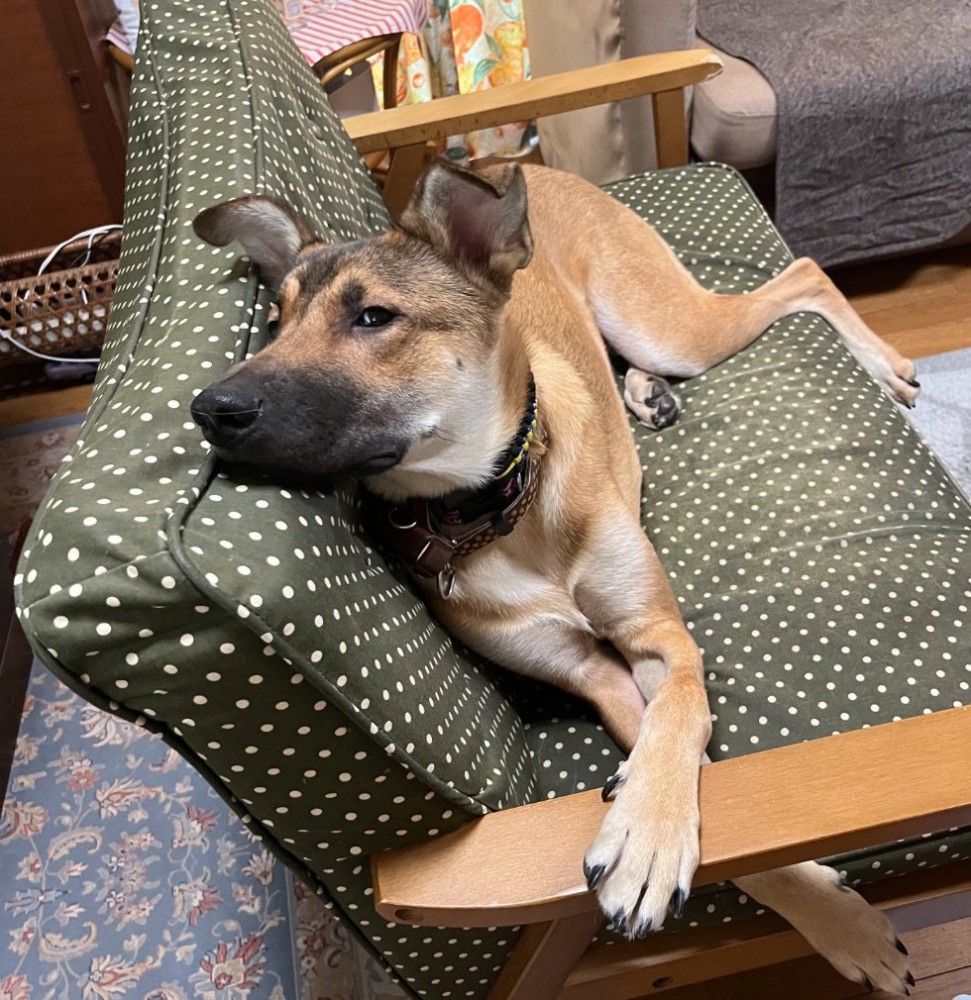 ソファに寝る犬