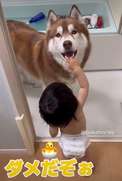 「たぬきちちゃんのせいだよ！」