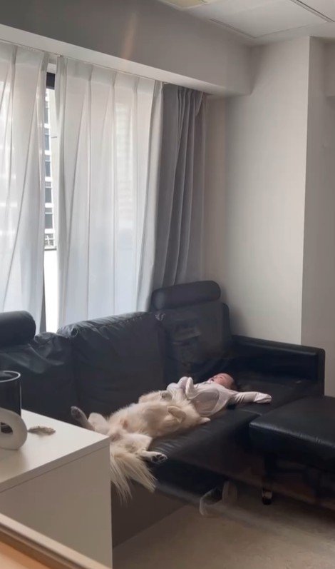 こたつ君と赤ちゃんの日常