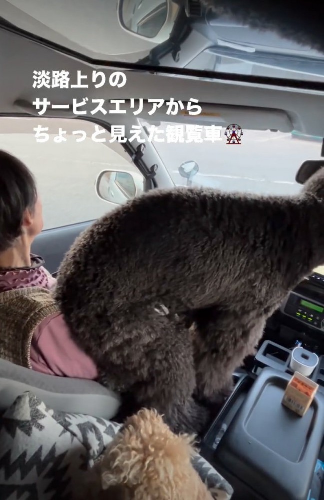 おばあちゃんの上に座る犬