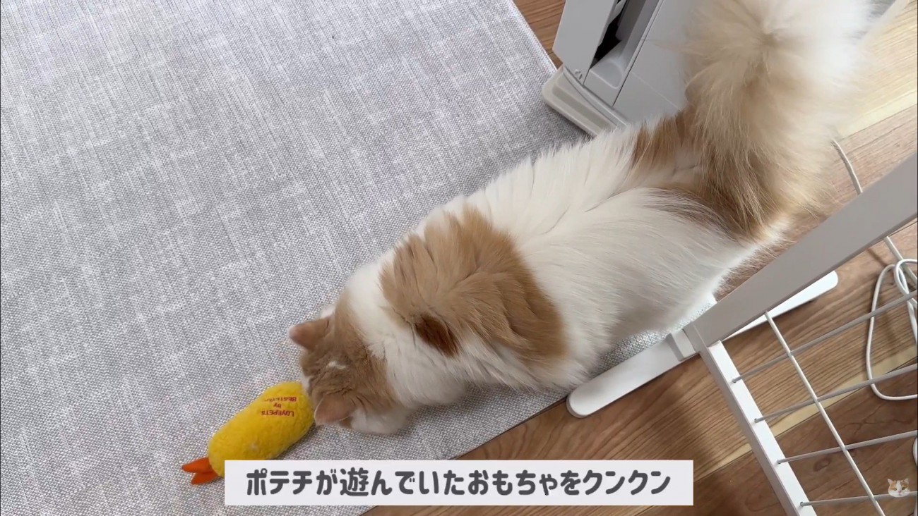 ポテチくんとレモンさんの初対面5