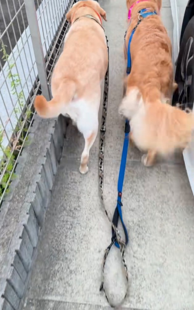 リードから手を離す