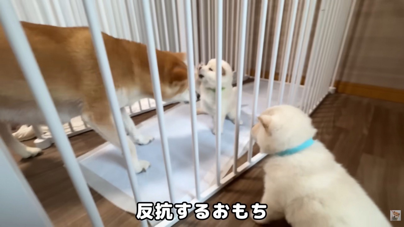 しろもじちゃんが反抗したら…