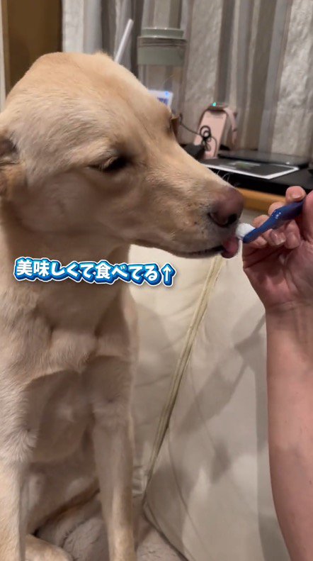 歯ブラシをなめる犬