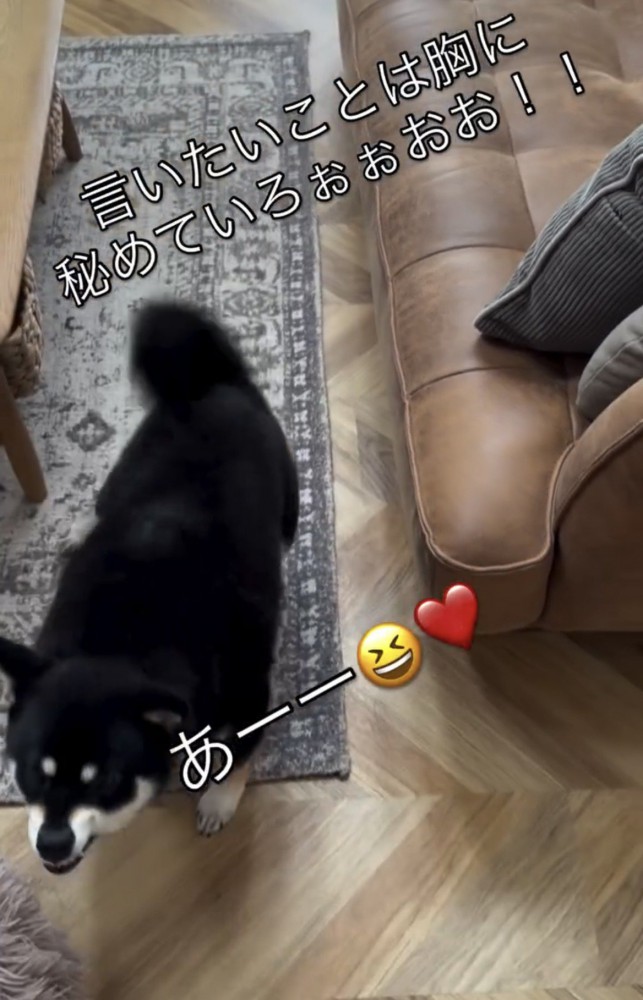 吠えながら近づく犬