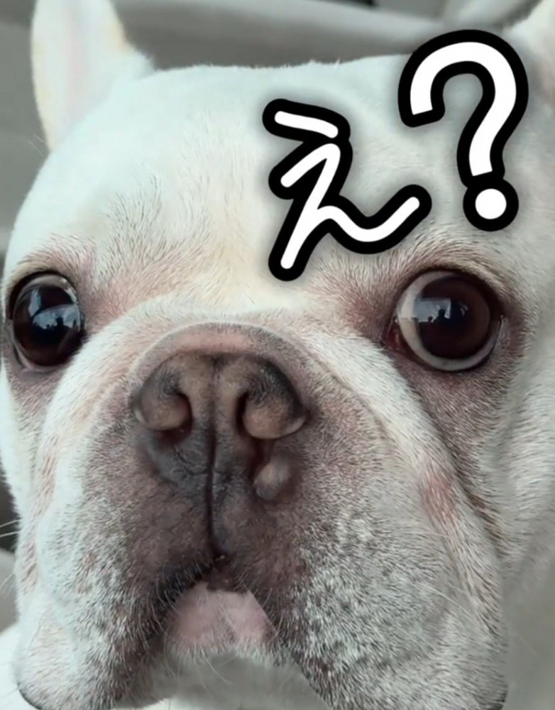 飼い主の姿を見て、目を丸くする犬