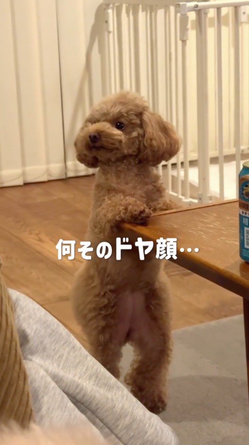 足踏みしながら飼い主を見つめる犬