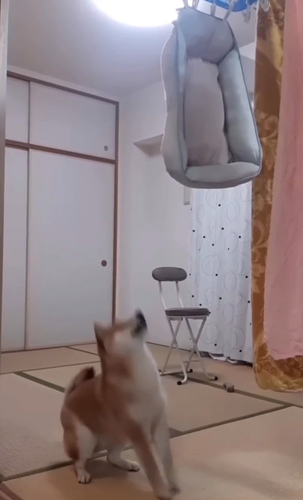 身を屈める柴犬