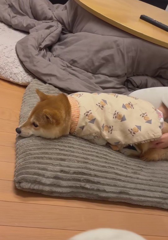 まったく動こうとしない…！！